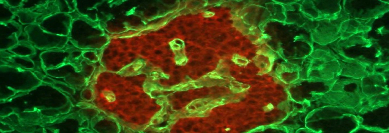 MSc in Integrated Immunology (Fulltime) University of Oxford